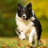 Why Border Collies learn so fast