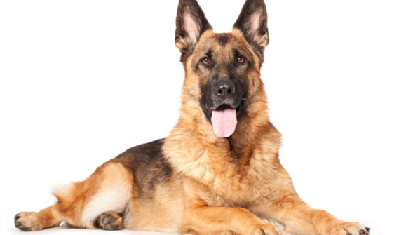 The downside of owning a smart dog