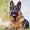 Other fastest learning dog breeds