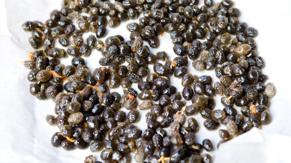 Other health benefits of papaya seeds
