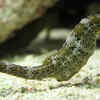 Slow swimmers, smart survivors