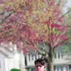 Article image for: <i class="tbold">cherry blossom</i>