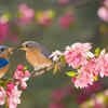 Create a bird-friendly environment 
