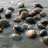Clams
