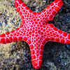 Starfish 