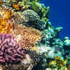 Corals