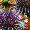 Sea urchins