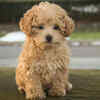 Poodle – Beauty with Brains