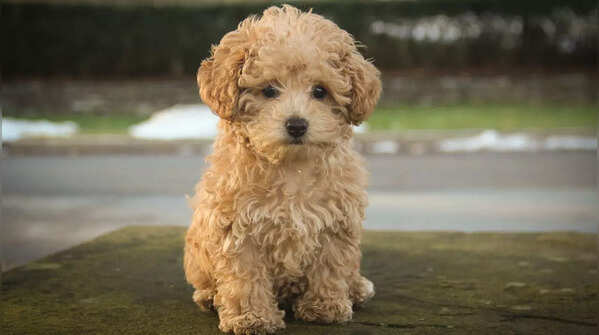 Poodle – Beauty with Brains