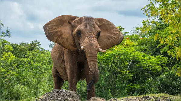 The longest pregnancy in the animal world