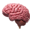 Sleep: The brain’s reset button