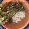 Neem and Mishri love