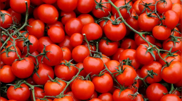 Tomatoes