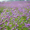 Honor ancestors with season's harvest