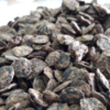 Desert resilience - Kumatiya seeds