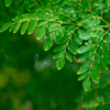 Moringa leaves