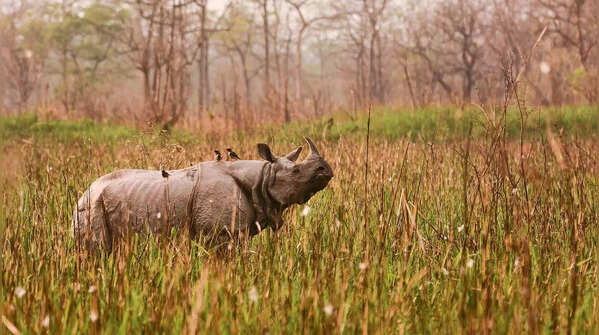 Orang National Park