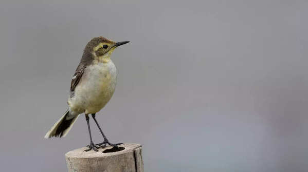Dibru-Saikhowa National Park