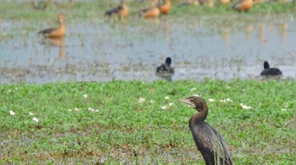 Pobitora Wildlife Sanctuary