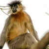 Manas National Park