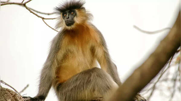 Manas National Park