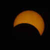 How do animals react to a solar eclipse?
