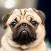 Pug