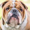 English Bulldog