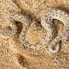 Sidewinder