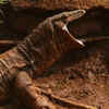 Crocodile Monitor