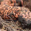 Gila Monster