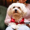 Maltese