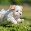 Havanese