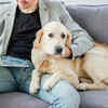 Versatile helpers and loyal companions