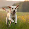 Reliable availability and strong bloodlines