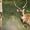 Article image for: <i class="tbold">kanha</i> National Park