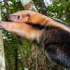 Southern Tamandua