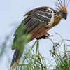 Hoatzin