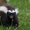 Skunks