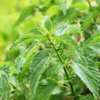 Nettle leaf tea