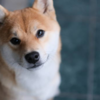 Shiba Inu