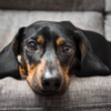 Dachshund