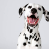 Dalmatian