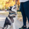 Siberian Husky