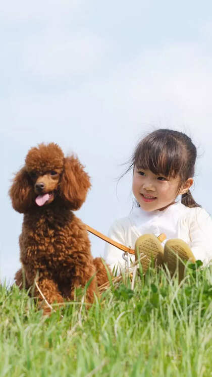 10 best family dog breeds: From Labradors to Beagles