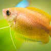 Honey Gourami