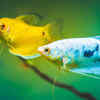 Three-Spot Gourami