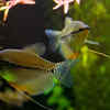 Pearl Gourami
