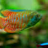 Dwarf Gourami