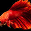 Betta Fish